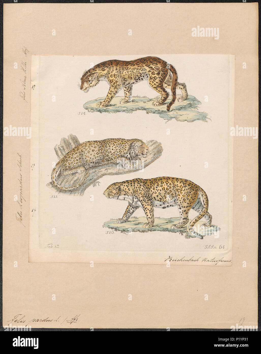 . Felis pardus. 1834 124 Felis pardus - 1834 - Drucken - Iconographia Zoologica - Sondersammlungen Universität Amsterdam - UBA01 IZ 22100230 Stockfoto