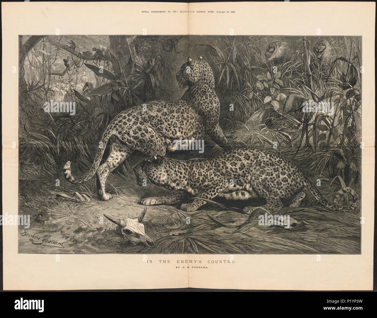 124 Felis pardus - 1874 - Drucken - Iconographia Zoologica - Sondersammlungen Universität Amsterdam - UBA01 IZ 22100242 Stockfoto