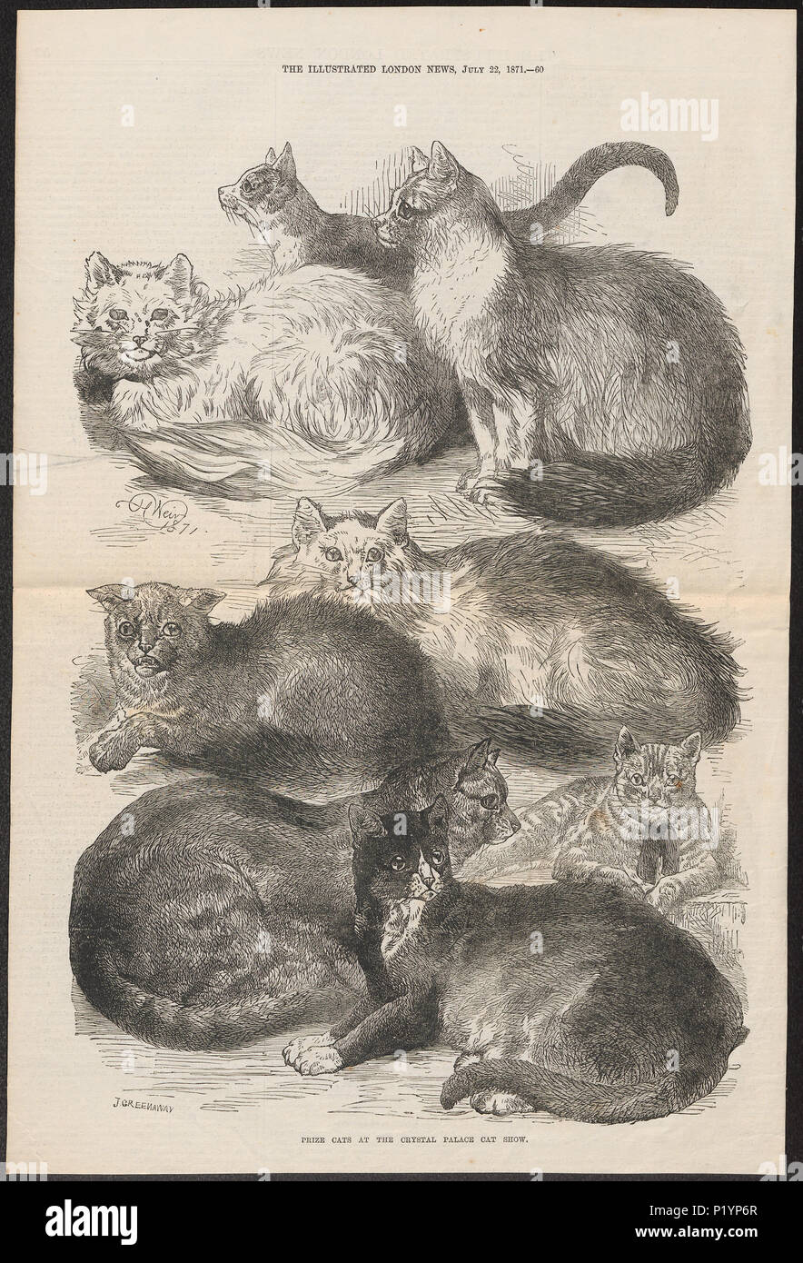 . Felis catus. 1871 123 Felis catus - 1871 - Drucken - Iconographia Zoologica - Sondersammlungen Universität Amsterdam - UBA01 IZ 22100278 Stockfoto