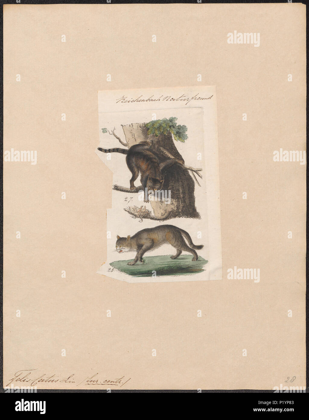 . Felis catus. 1834 123 Felis catus - 1834 - Drucken - Iconographia Zoologica - Sondersammlungen Universität Amsterdam - UBA01 IZ 22100304 Stockfoto