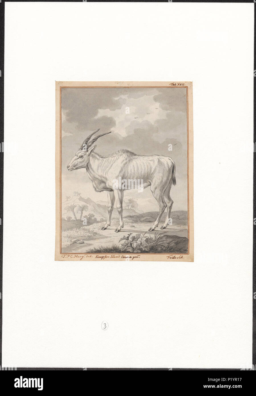 301 Taurotragus Oryx - 1737-1812 - Drucken - Iconographia Zoologica - Sondersammlungen Universität Amsterdam - UBA 01 IZA 1000174 Stockfoto