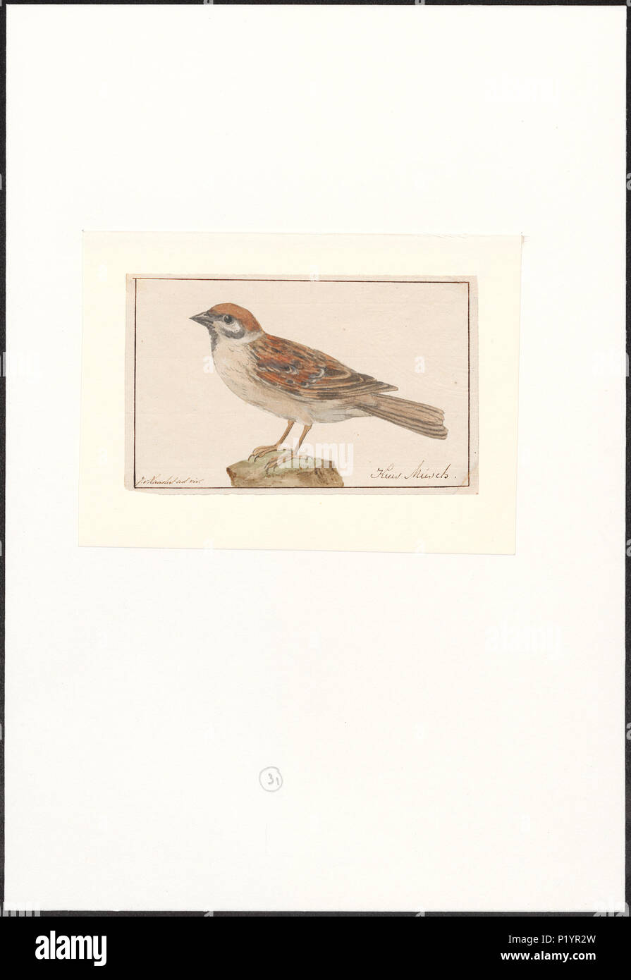 . Passer montanus. Zwischen 1753 und 1834 217 Passer montanus - 1753-1834 - Drucken - Iconographia Zoologica - Sondersammlungen Universität Amsterdam - UBA 01 IZA 1000264 Stockfoto