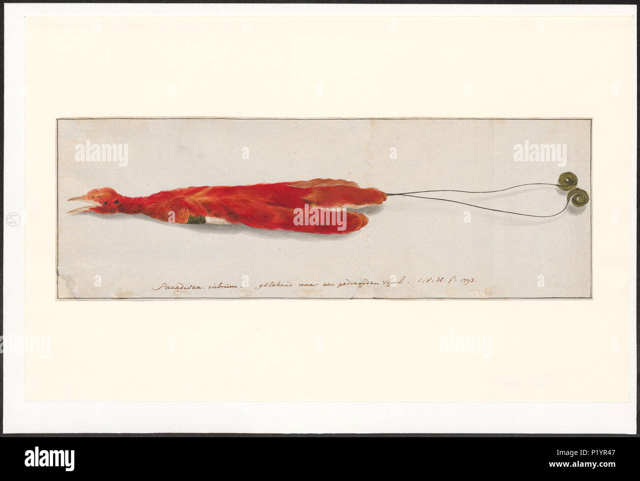 . Rothschildi rubrum. Zwischen 1753 und 1834 216 Rothschildi rubrum - 1753-1834 - Drucken - Iconographia Zoologica - Sondersammlungen Universität Amsterdam - UBA 01 IZA 1000300 Stockfoto