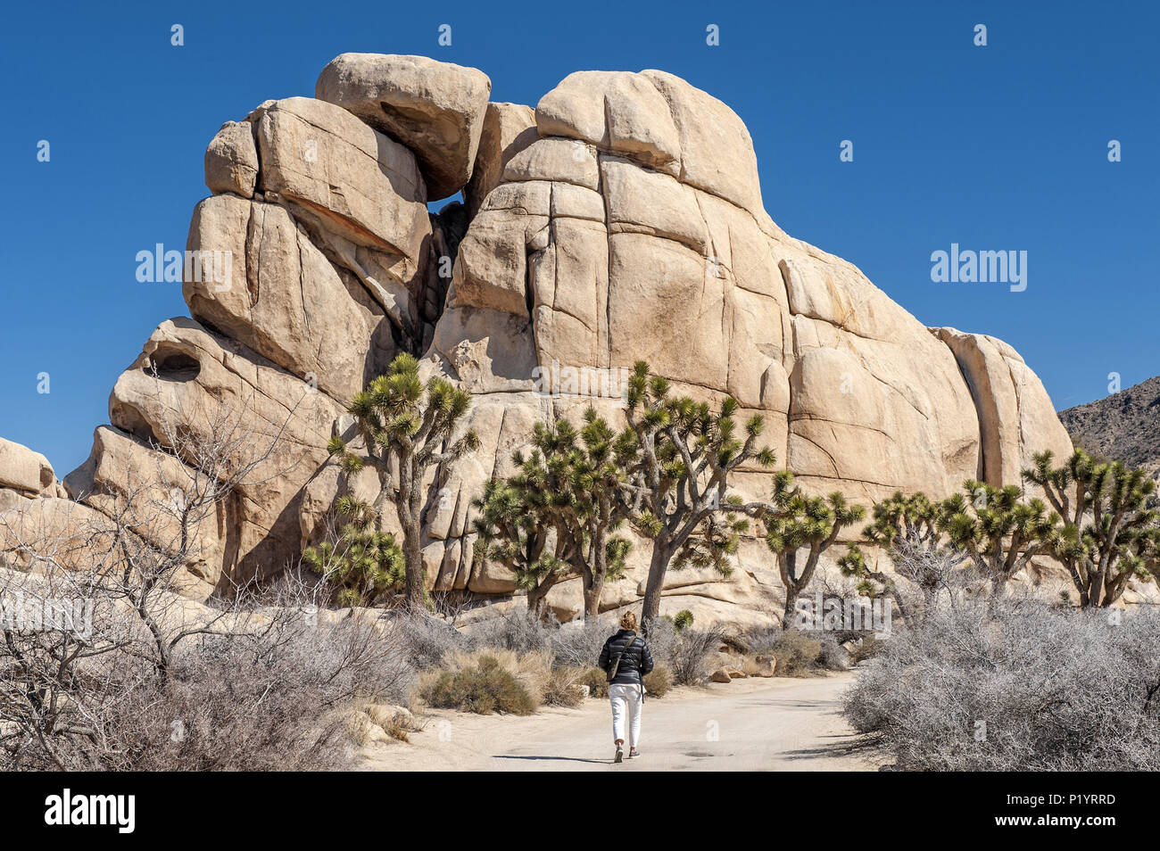 USA, Kalifornien, Joshua Tree National Park, Felsen und Yuccas im Hidden Valley Pfad Stockfoto