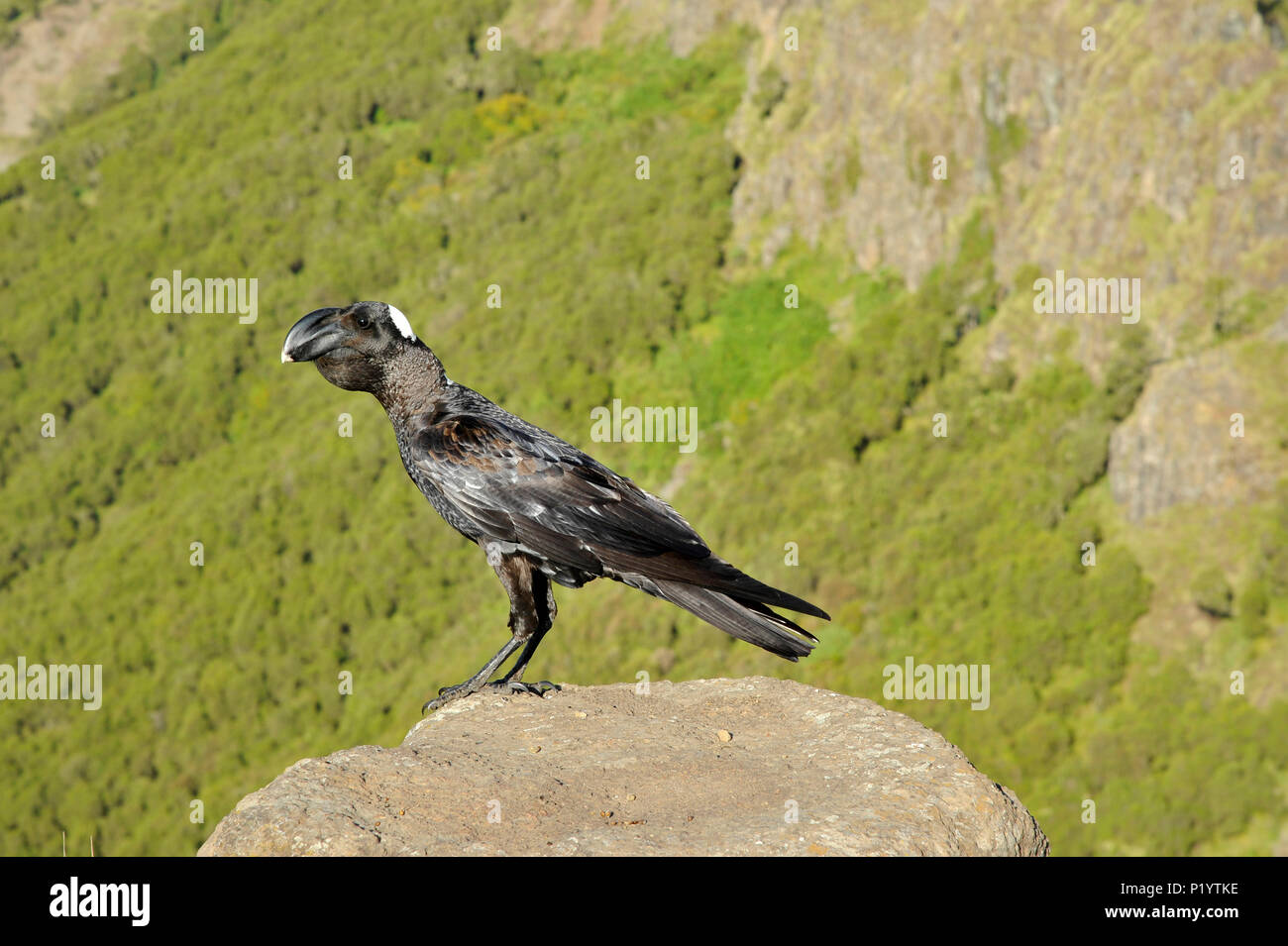 Äthiopien, Simien Mountains National Park, eine dicke Rechnung raven endemisch aus Ostafrika Stockfoto