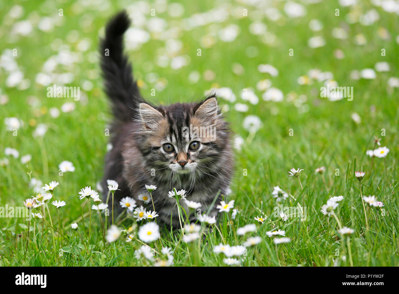 Tigerbaby Stockfotos und -bilder Kaufen - Alamy