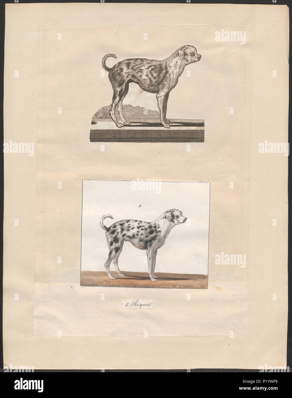 . Canis Lupus Familiaris. Zwischen 1700 und 1880 49 Canis Lupus Familiaris - 1700-1880 - Drucken - Iconographia Zoologica - Sondersammlungen Universität Amsterdam - UBA01 IZ 22300252 Stockfoto