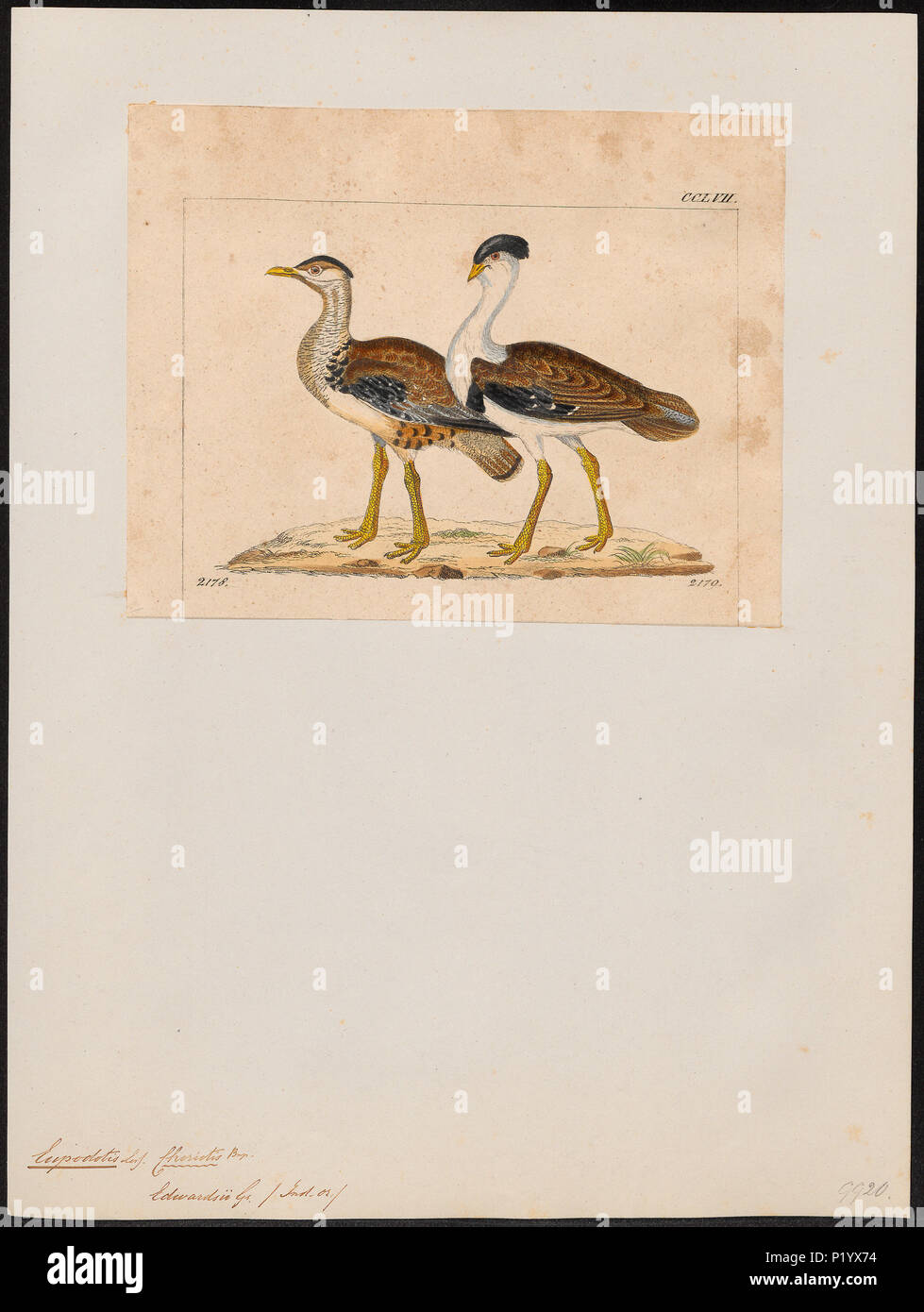 121 Eupodotis edwardsii - 1820-1860 - Drucken - Iconographia Zoologica - Sondersammlungen Universität Amsterdam - UBA01 IZ 17200039 Stockfoto