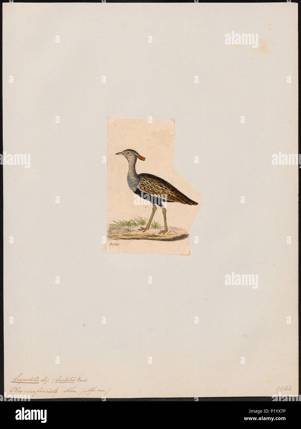 121 Eupodotis ruficrista - 1820-1860 - Drucken - Iconographia Zoologica - Sondersammlungen Universität Amsterdam - UBA01 IZ 17200061 Stockfoto