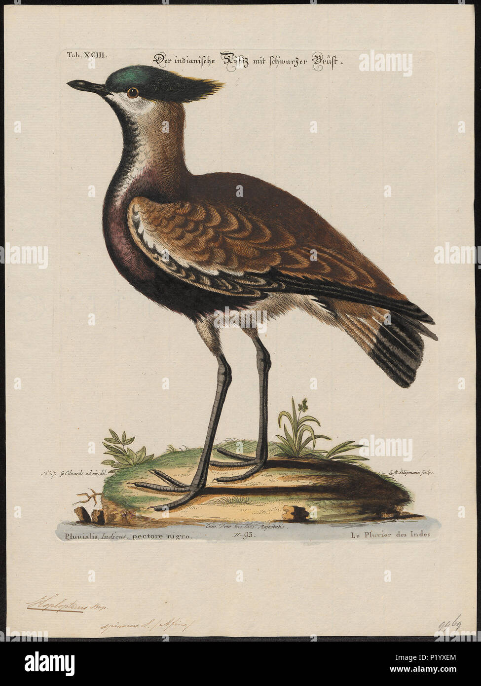 . Hoplopterus spinosus. Zwischen 1700 und 1880 152 Hoplopterus spinosus - 1700-1880 - Drucken - Iconographia Zoologica - Sondersammlungen Universität Amsterdam - UBA01 IZ 17200155 Stockfoto