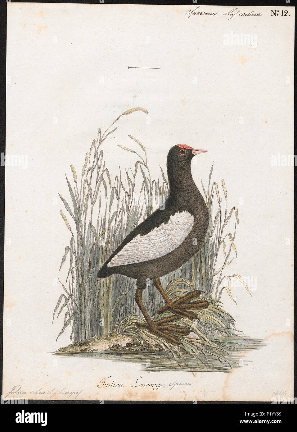 130 Fulica atra - 1786-1789 - Drucken - Iconographia Zoologica - Sondersammlungen Universität Amsterdam - UBA01 IZ 17500229 Stockfoto