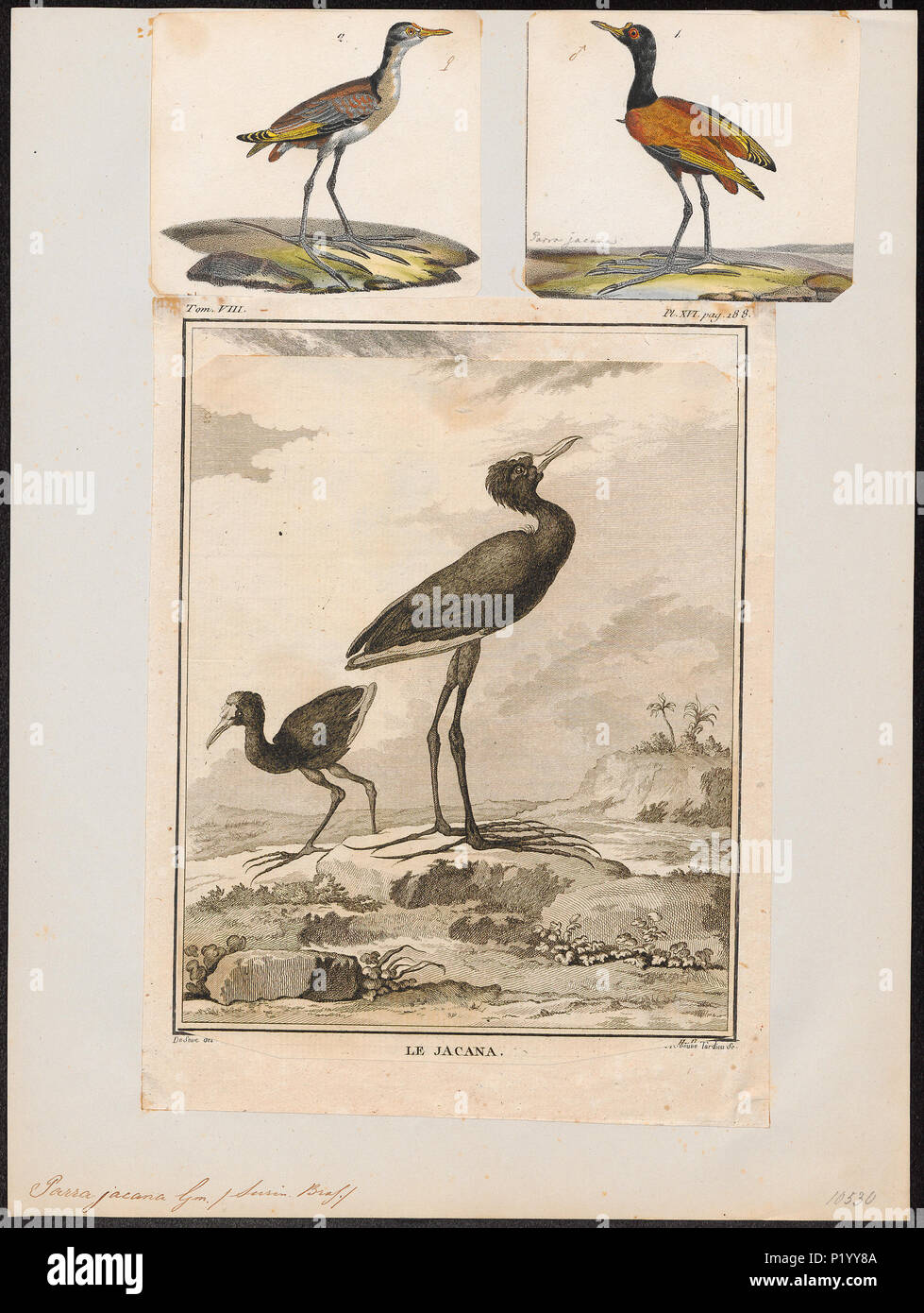 . Parra jacana. Zwischen 1700 und 1880 217 Parra jacana - 1700-1880 - Drucken - Iconographia Zoologica - Sondersammlungen Universität Amsterdam - UBA01 IZ 17500271 Stockfoto