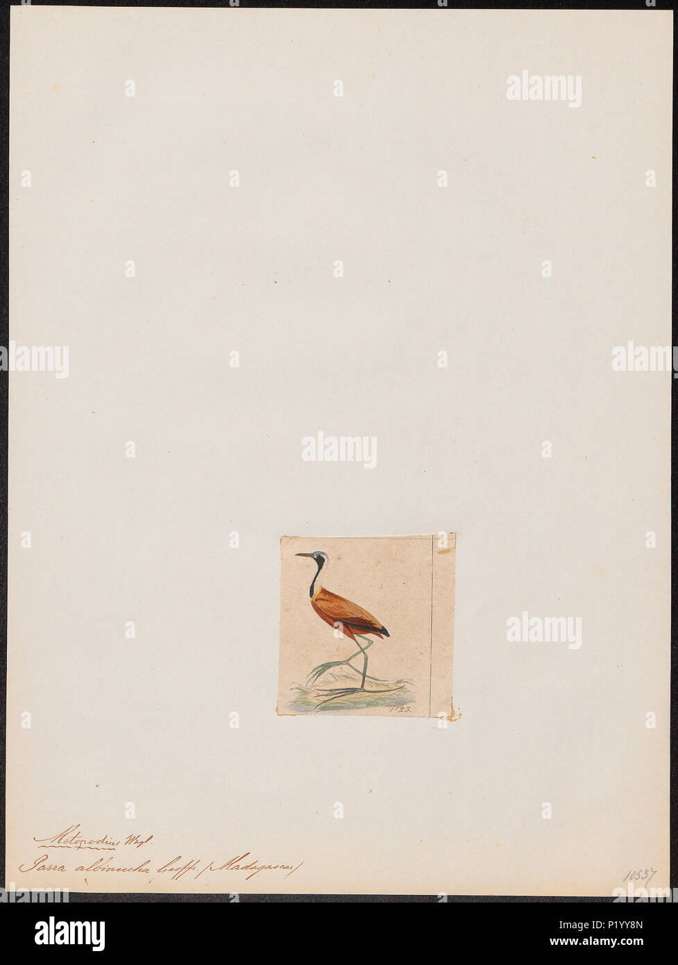 . Parra albinucha. Zwischen 1820 und 1863 217 Parra albinucha - 1820-1863 - Drucken - Iconographia Zoologica - Sondersammlungen Universität Amsterdam - UBA01 IZ 17500281 Stockfoto