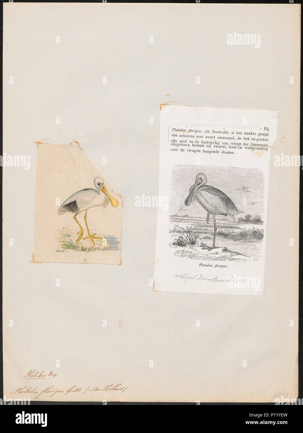 N flavipes Fotos und Bildmaterial in hoher Auflösung Alamy