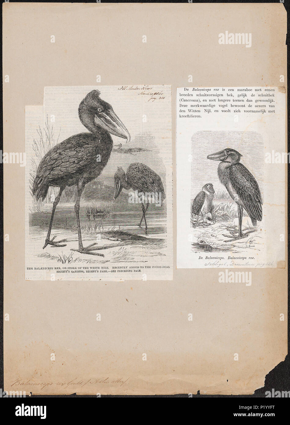 . Balaeniceps Rex. Zwischen 1700 und 1880 25 Balaeniceps Rex - 1700-1880 - Drucken - Iconographia Zoologica - Sondersammlungen Universität Amsterdam - UBA01 IZ 17600095 Stockfoto
