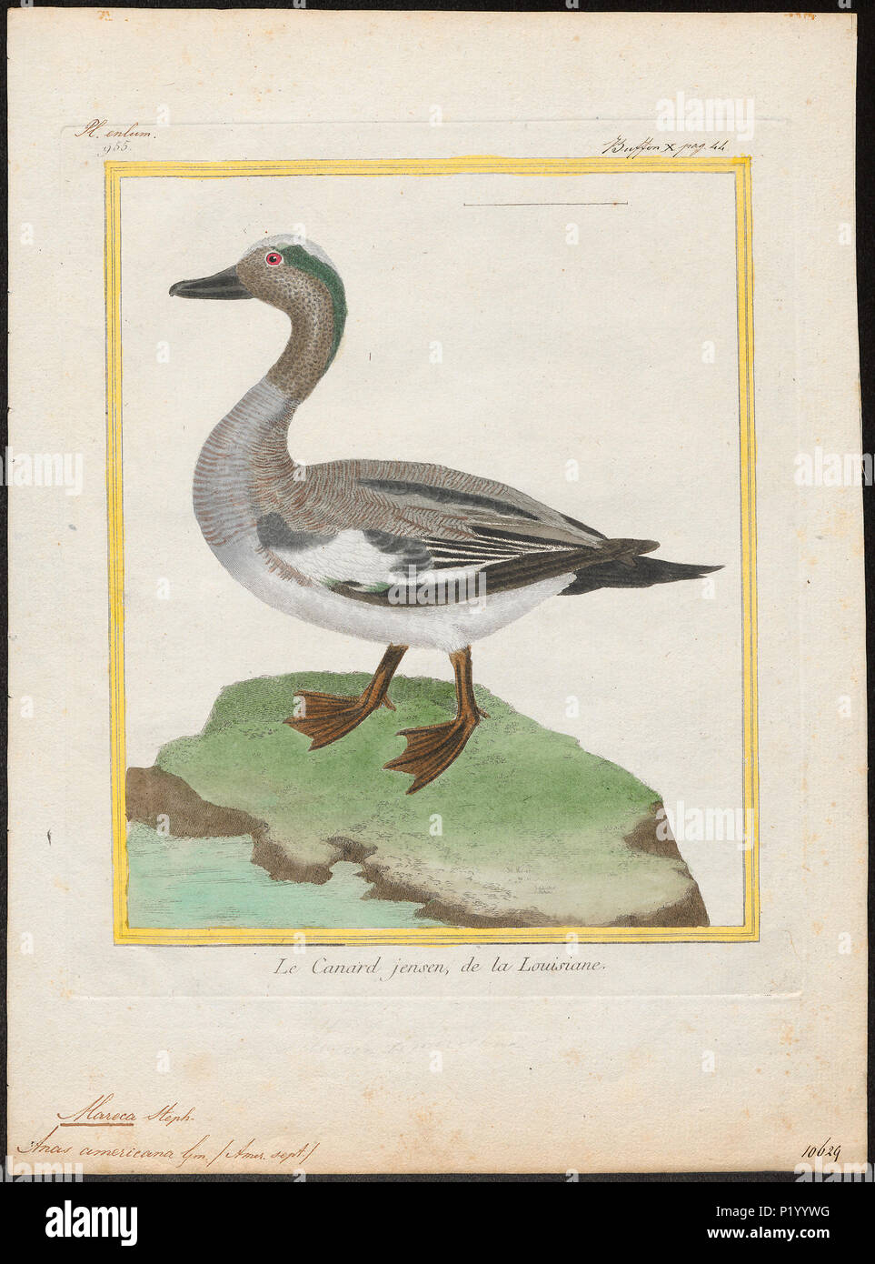 190 Mareca americana - 1700-1880 - Drucken - Iconographia Zoologica - Sondersammlungen Universität Amsterdam - UBA01 IZ 17600333 Stockfoto