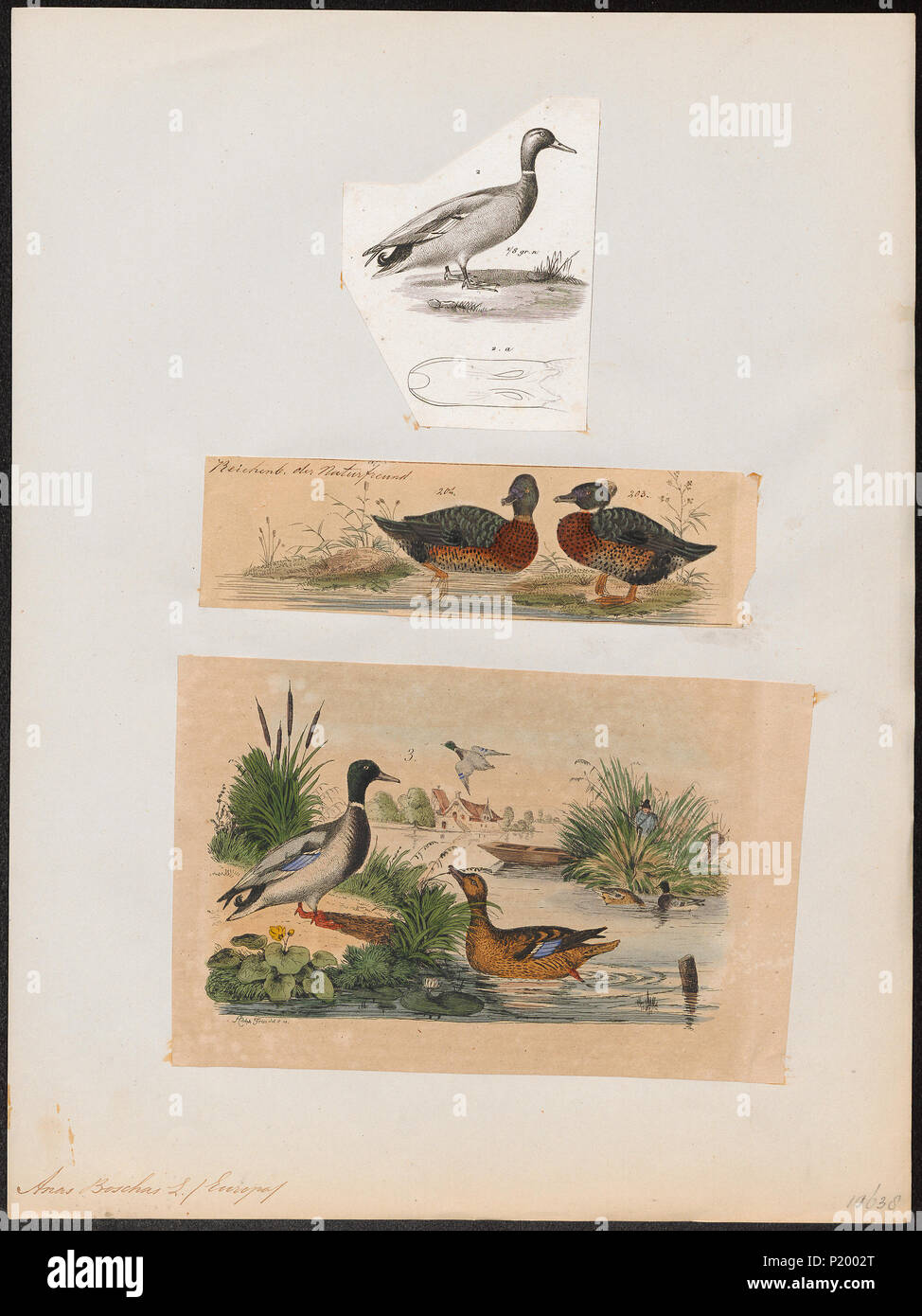 17 Anas boschas - 1700-1880 - Drucken - Iconographia Zoologica - Sondersammlungen Universität Amsterdam - UBA01 IZ 17600365 Stockfoto