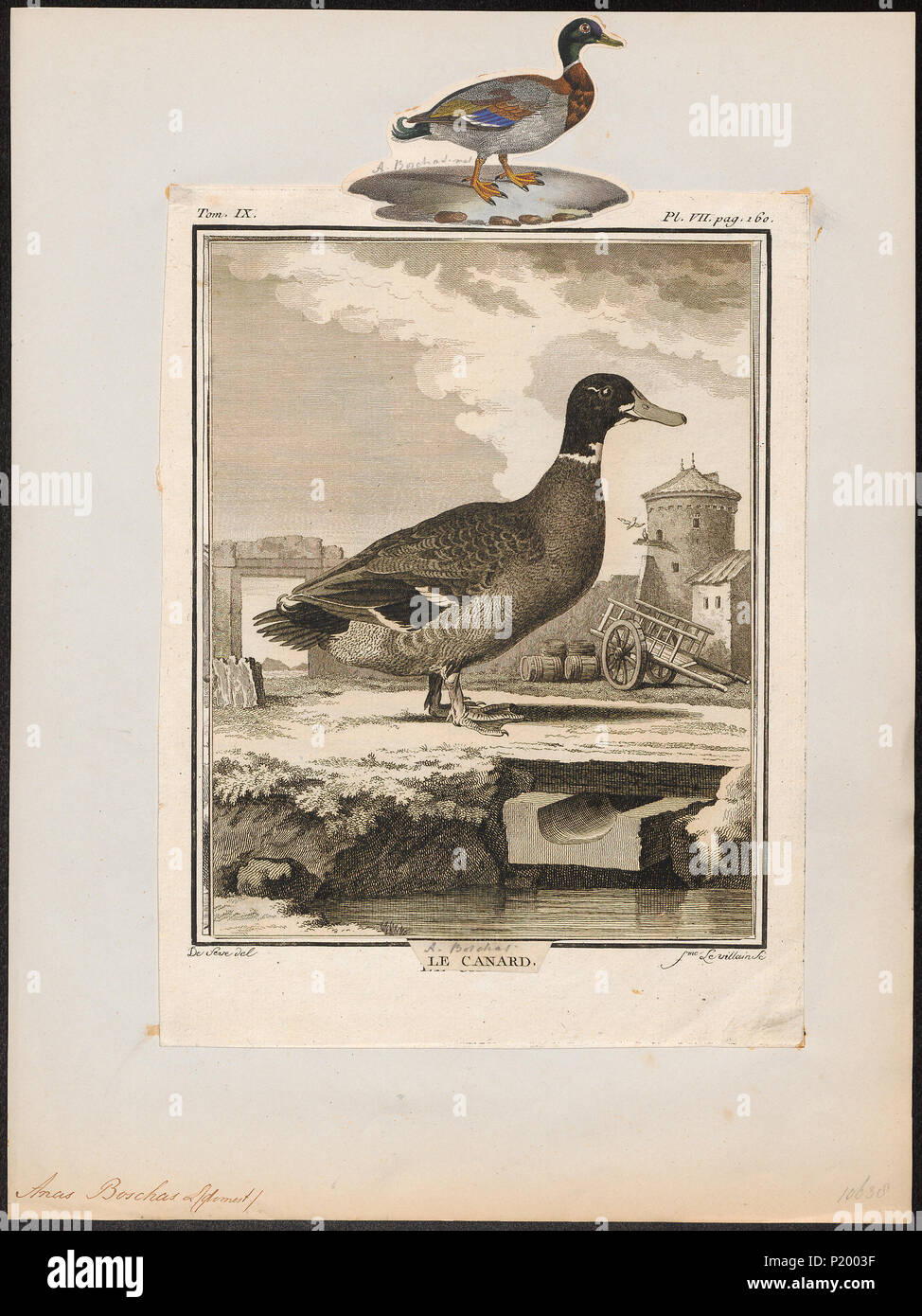 17 Anas boschas - 1700-1880 - Drucken - Iconographia Zoologica - Sondersammlungen Universität Amsterdam - UBA01 IZ 17600377 Stockfoto