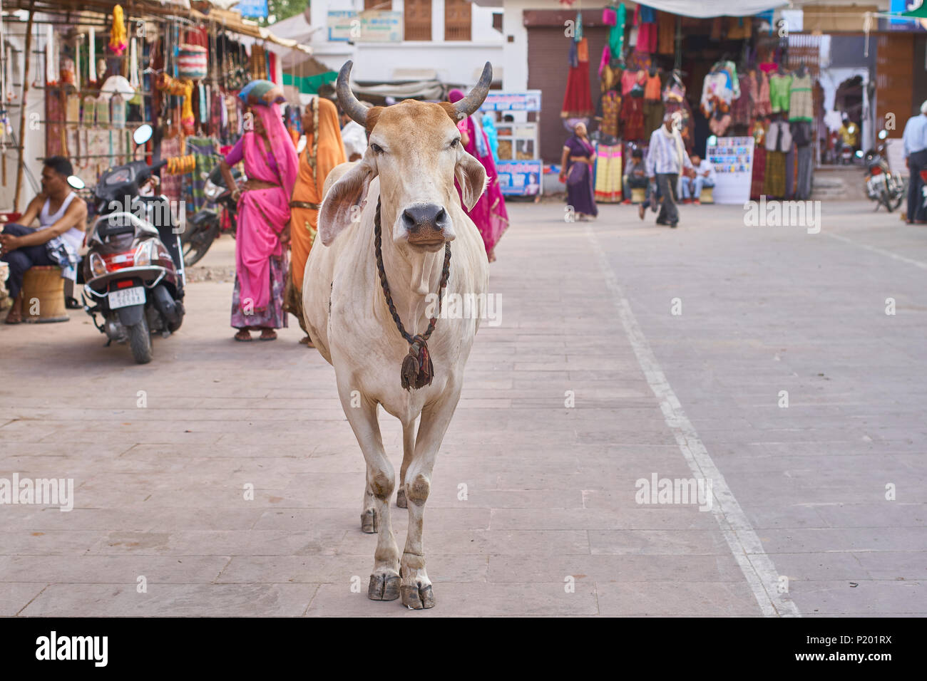 Kuh in der Mitte der Market Street an einem heißen Tag in Pushkar, Indien. Stockfoto