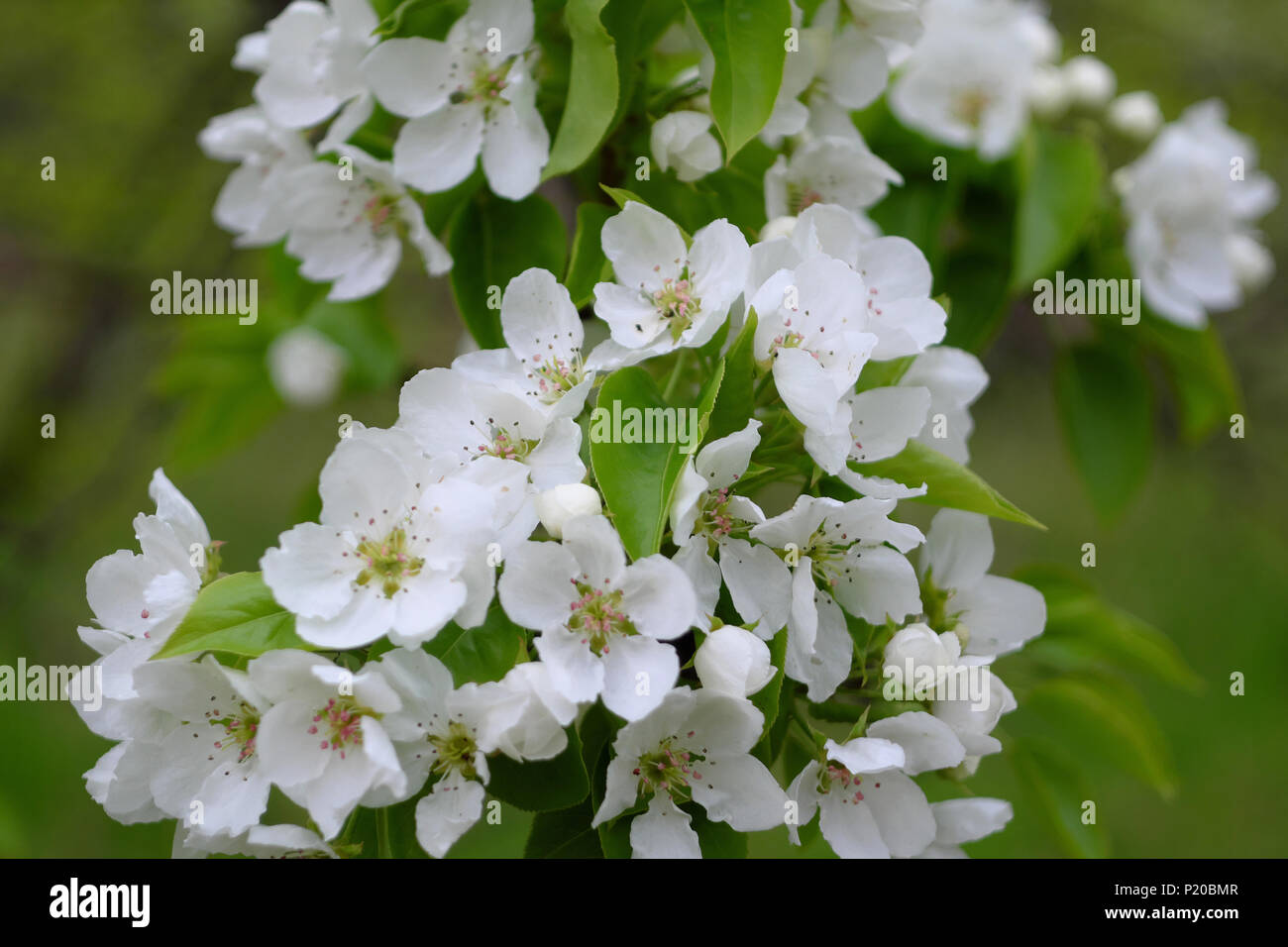Blumen von Apple unter Blätter in der Nähe Stockfoto