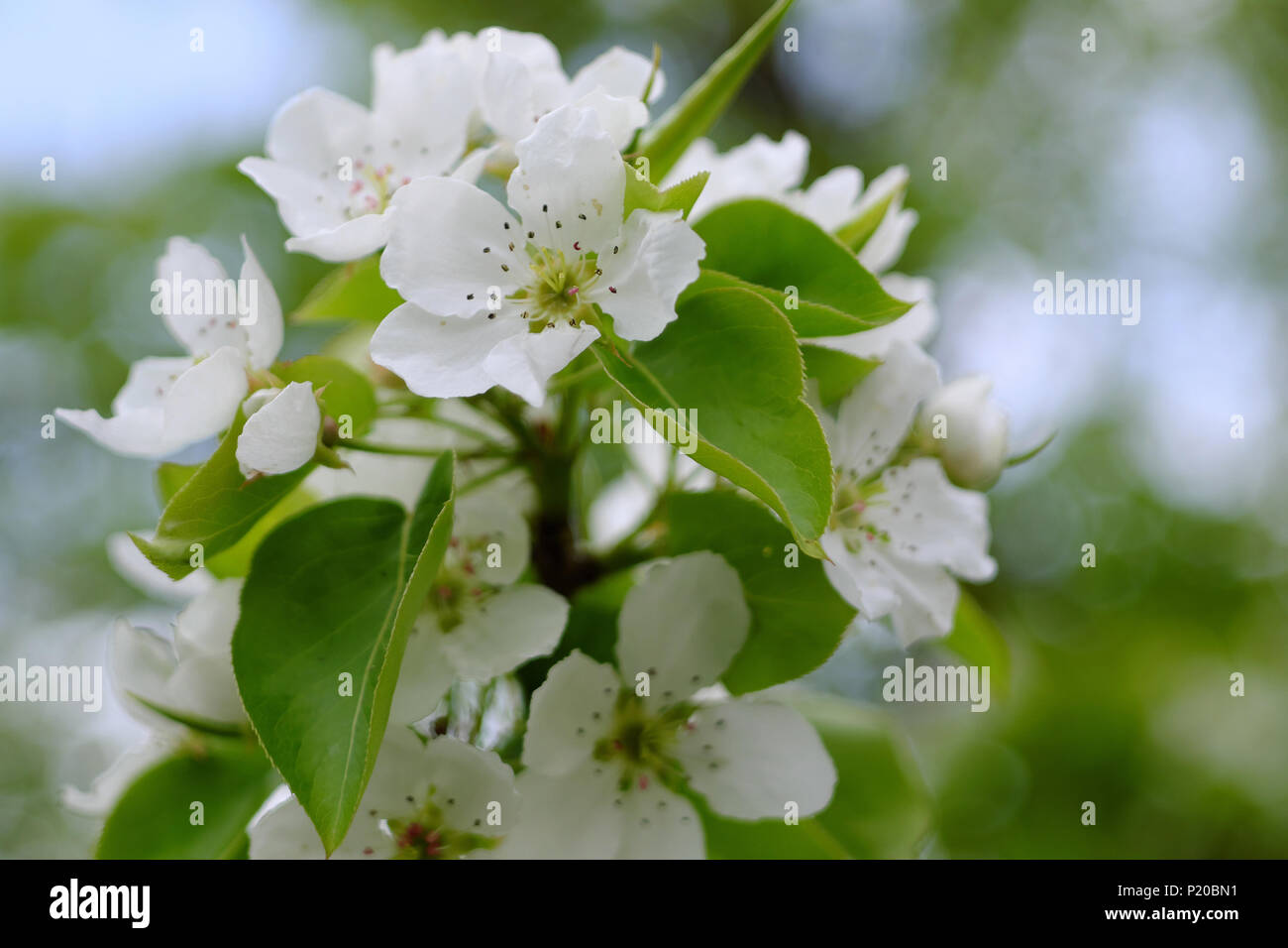 Blumen von Apple unter Blätter in der Nähe Stockfoto