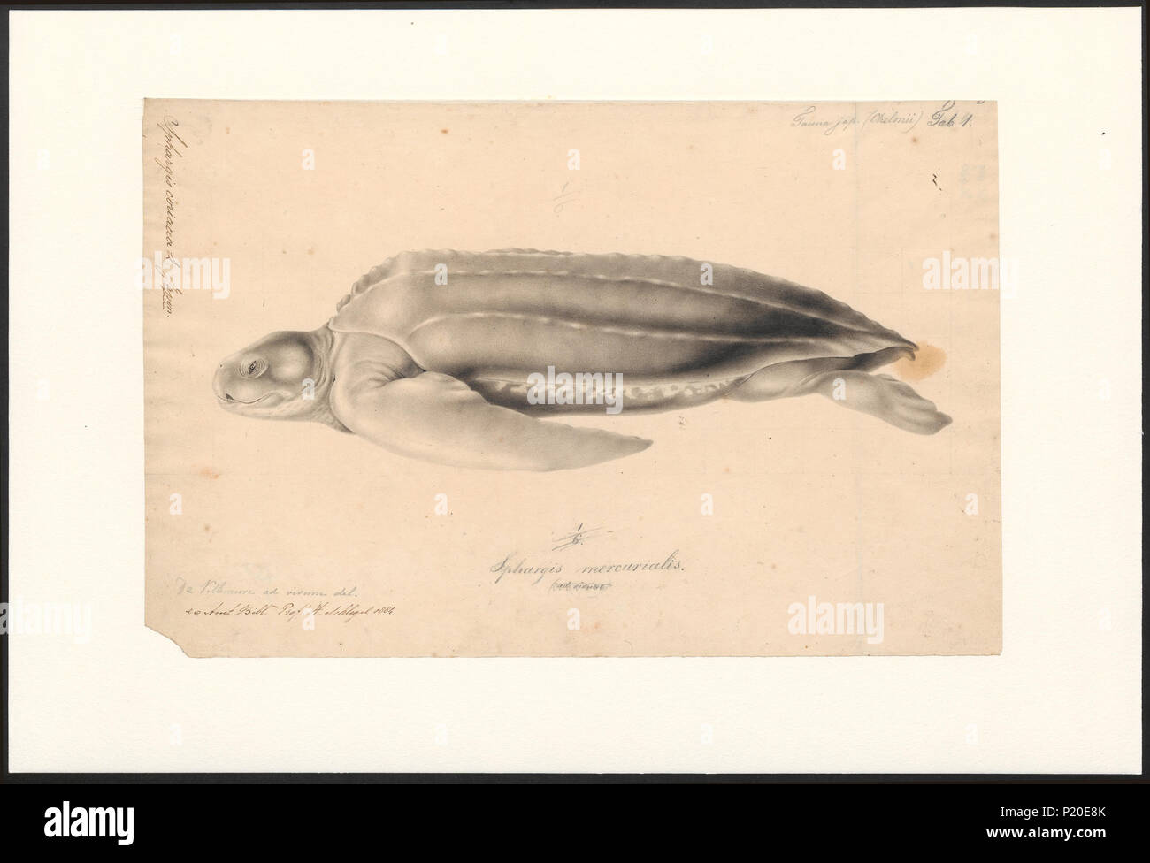 295 Sphargis coriacea - 1833-1850 - Drucken - Iconographia Zoologica - Sondersammlungen Universität Amsterdam - UBA 01 IZA 1000760 Stockfoto