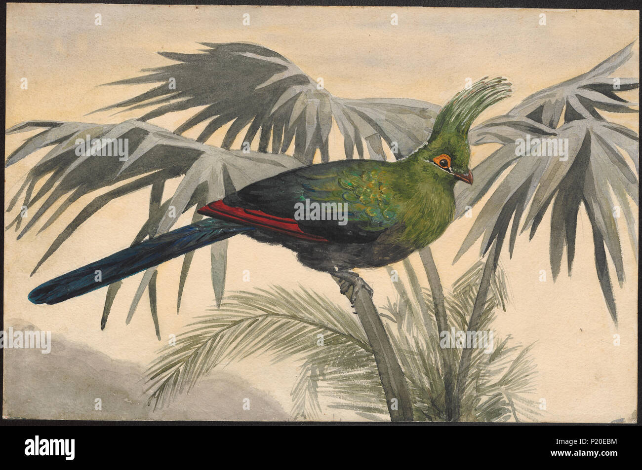 69 livingstonii Corythaix - 1888 - Drucken - Iconographia Zoologica - Sondersammlungen Universität Amsterdam - UBA01 IZAA 100067 Stockfoto