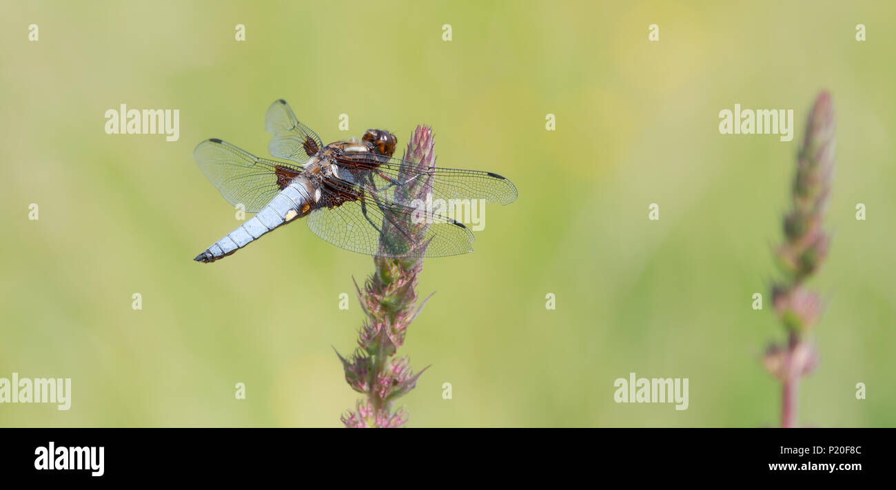 Männliche Libellula depressa, blau Breite abgeflachte Abdomen und dunklen Flügel Basen, die Libelle auch genannt Plattbauch, westlich von Deutschland Stockfoto