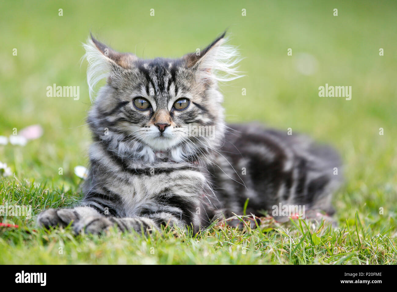 Kätzchen, 12 Wochen, Norwegisch Rasse Alter, liegend im Gras. Kätzchen Norwegische  Waldkatze Stockfotografie - Alamy