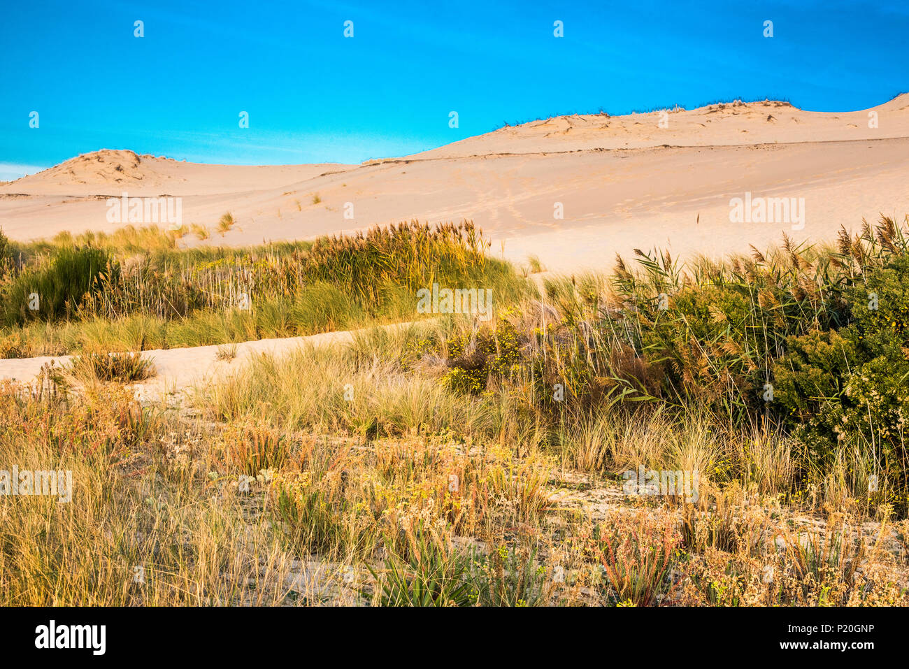 Frankreich, Gironde, Arcachon Bucht, Pflanzen am Fuß der Düne von Pilat (mit der Aufschrift "Grand Site de France") Stockfoto