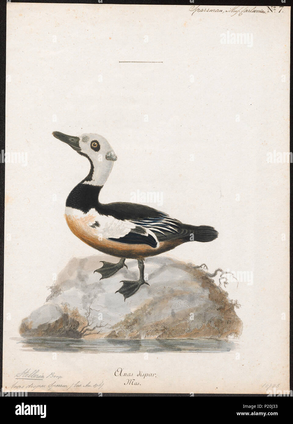 296 Stelleria dispar - 1786-1789 - Drucken - Iconographia Zoologica - Sondersammlungen Universität Amsterdam - UBA01 IZ 17700097 Stockfoto