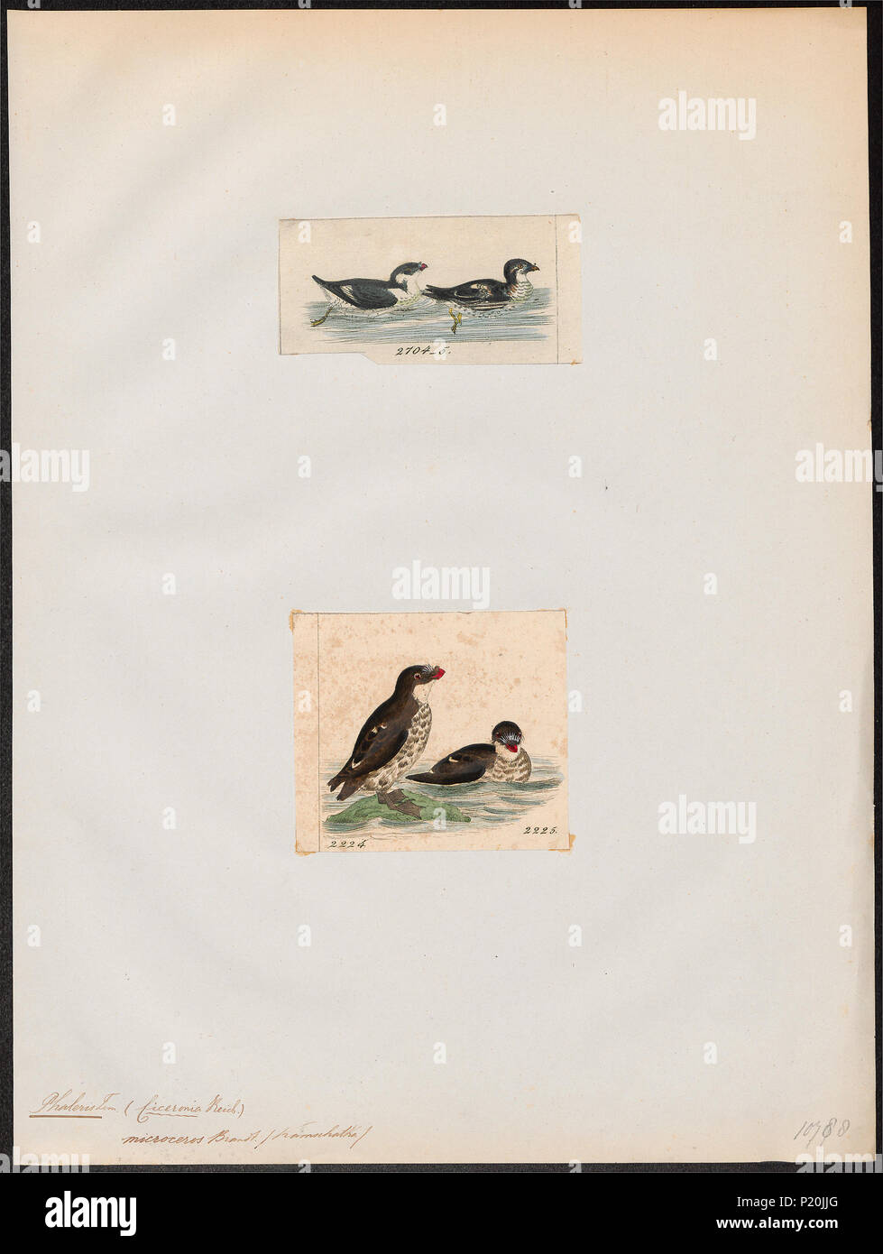 293 Simorhynchus microceros - 1700-1880 - Drucken - Iconographia Zoologica - Sondersammlungen Universität Amsterdam - UBA01 IZ 17800201 Stockfoto