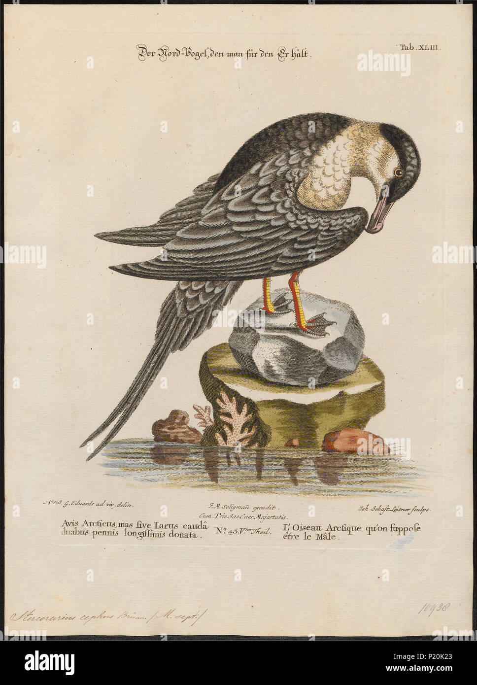 297 Eulen cephus - 1700-1880 - Drucken - Iconographia Zoologica - Sondersammlungen Universität Amsterdam - UBA01 IZ 17900180 Stockfoto