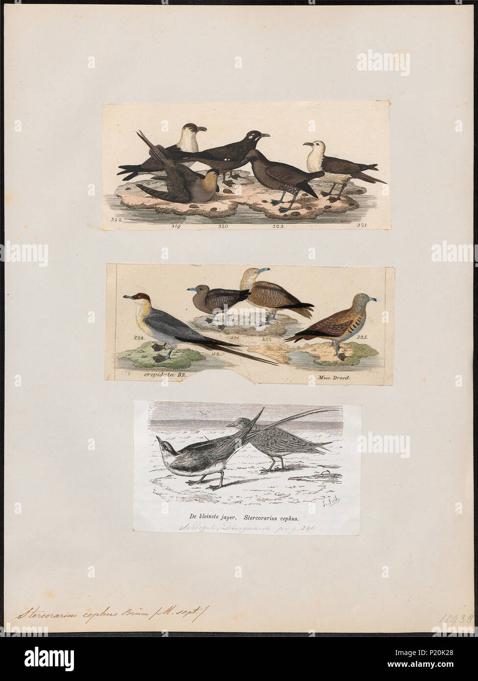 297 Eulen cephus - 1700-1880 - Drucken - Iconographia Zoologica - Sondersammlungen Universität Amsterdam - UBA01 IZ 17900184 Stockfoto