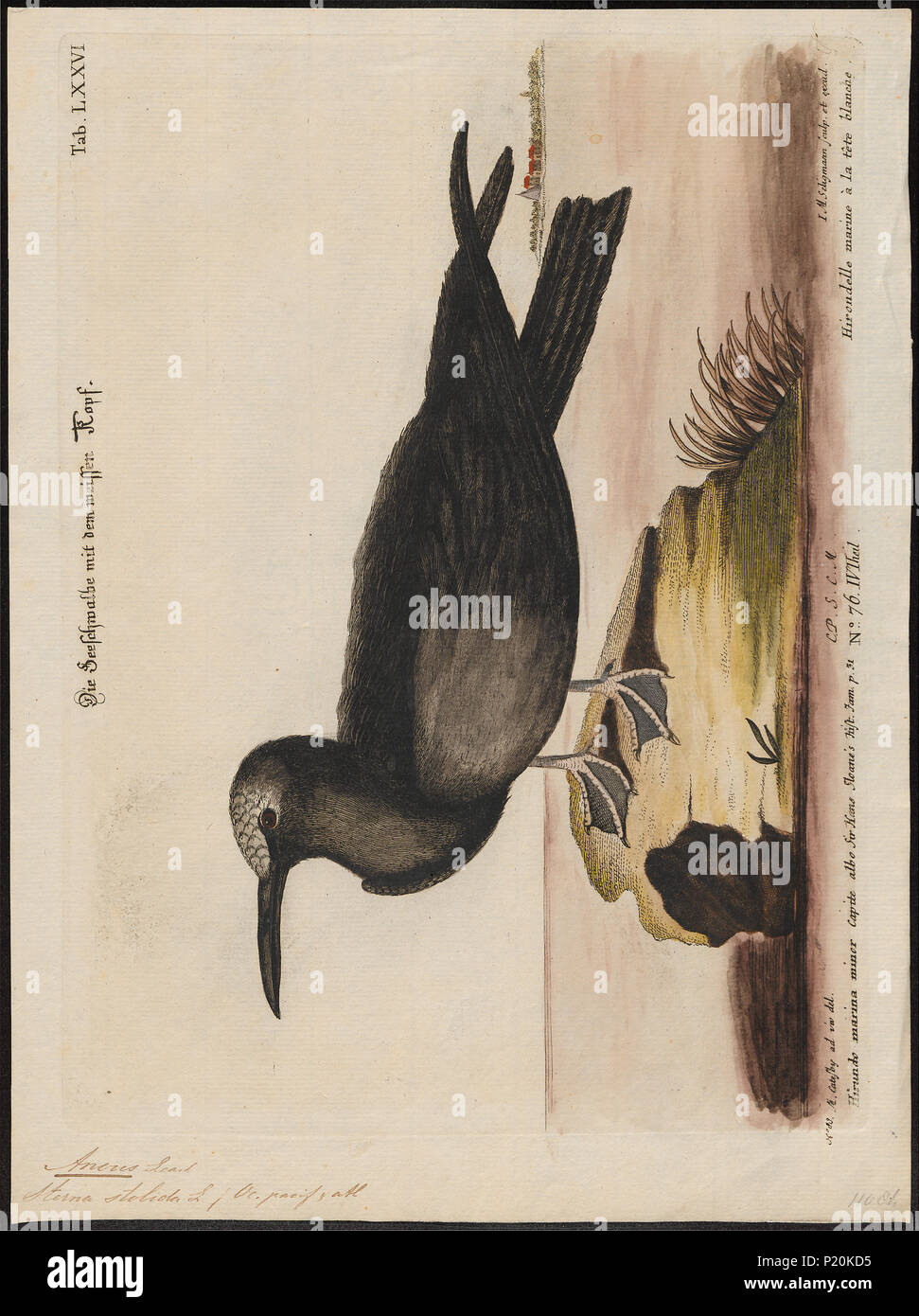 . Anous stolidus. Zwischen 1700 und 1880 18 Anous stolidus - 1700-1880 - Drucken - Iconographia Zoologica - Sondersammlungen Universität Amsterdam - UBA01 IZ 17900400 Stockfoto