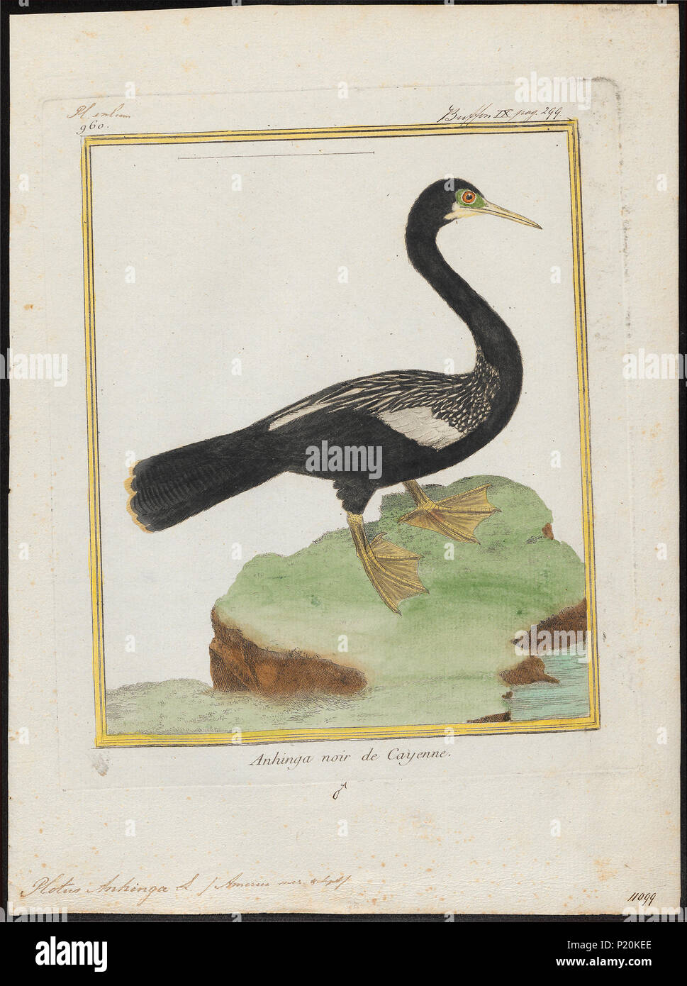 . Plotus anhinga. Zwischen 1700 und 1880 229 Plotus anhinga - 1700-1880 - Drucken - Iconographia Zoologica - Sondersammlungen Universität Amsterdam - UBA01 IZ 18000019 Stockfoto