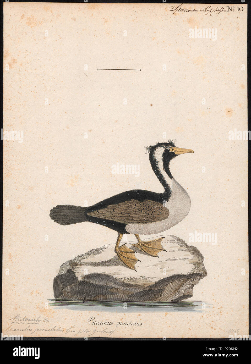 141 Ochotonidae punctatus - 1786-1789 - Drucken - Iconographia Zoologica - Sondersammlungen Universität Amsterdam - UBA01 IZ 18000131 Stockfoto