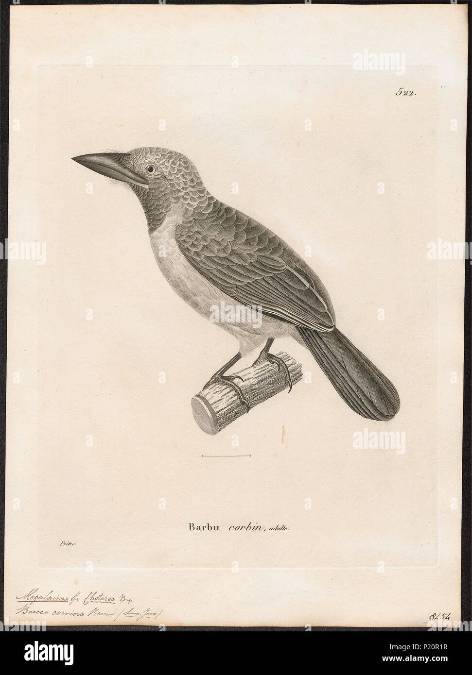 191 Megalaima Corvina - 1700-1880 - Drucken - Iconographia Zoologica - Sondersammlungen Universität Amsterdam - UBA01 IZ 18800068 Stockfoto