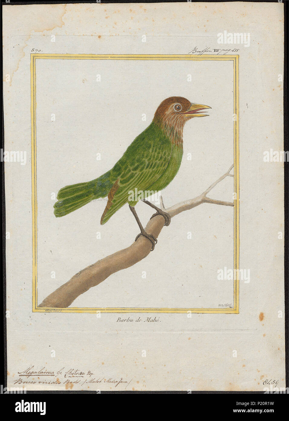 191 Megalaima viridis - 1700-1880 - Drucken - Iconographia Zoologica - Sondersammlungen Universität Amsterdam - UBA01 IZ 18800072 Stockfoto