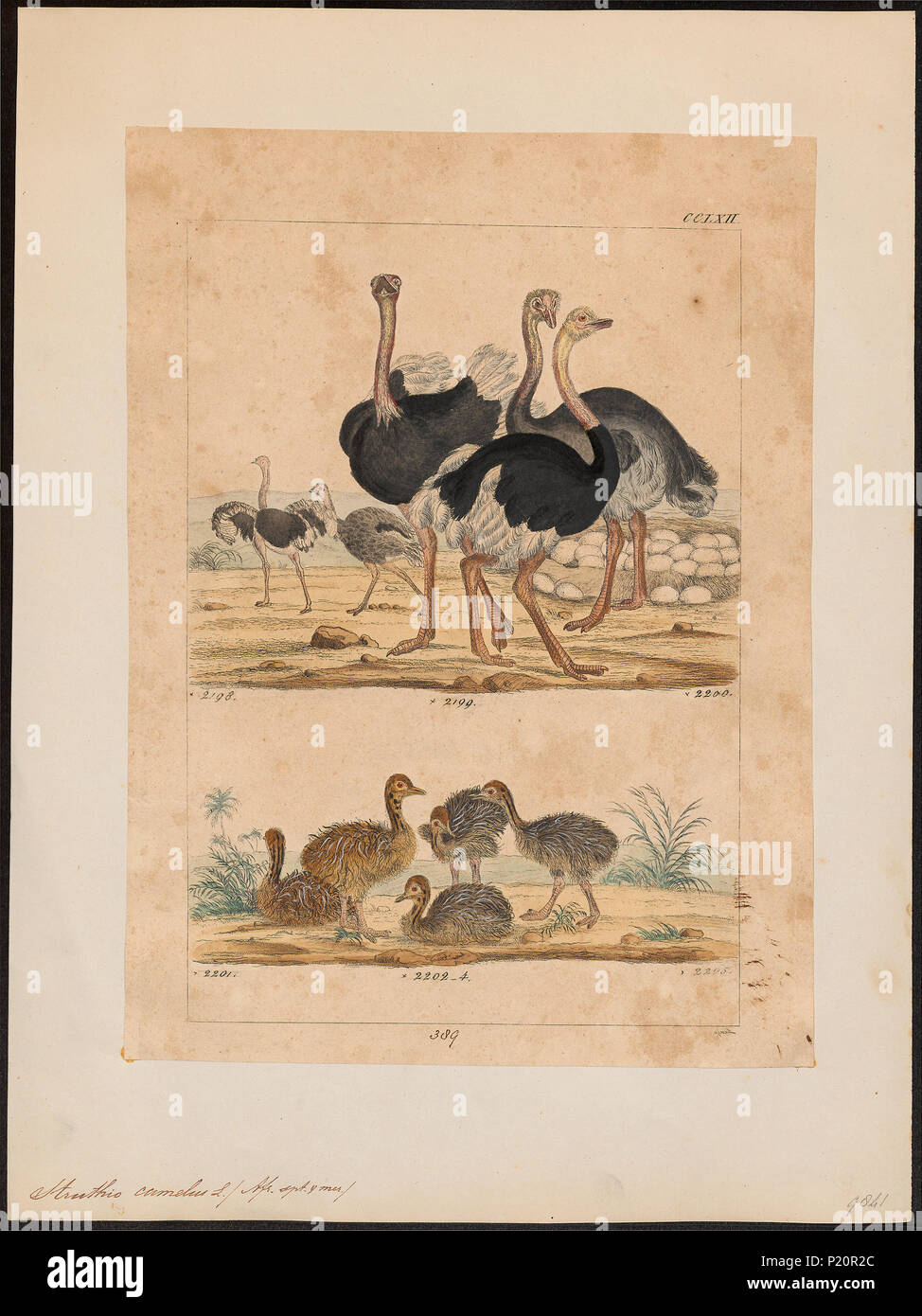 . Struthio camelus. Zwischen 1820 und 1860 298 Struthio camelus - 1820-1860 - Drucken - Iconographia Zoologica - Sondersammlungen Universität Amsterdam - UBA01 IZ 18900001 Stockfoto