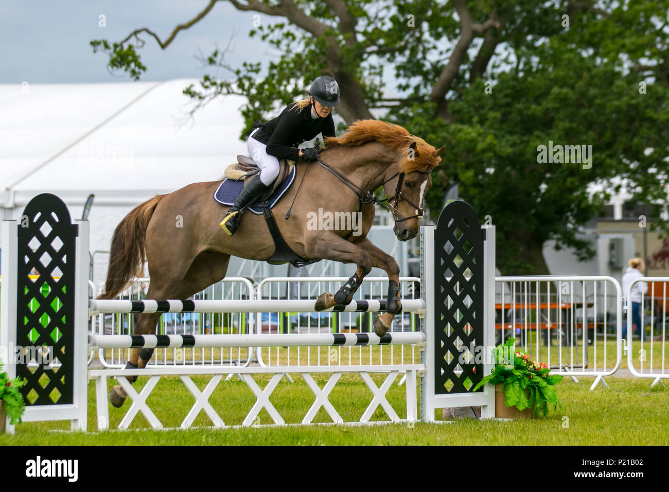 Bolesworth, Cheshire. 14. Juni 2018. Claire Harrison reiten Master Qualität, Wallach (Nupa Feeds Senior Discovery event) an der Schildknappe Bolesworth International Horse Show. Kredit MediaWorldImages/AlamyLiveNews. Stockfoto