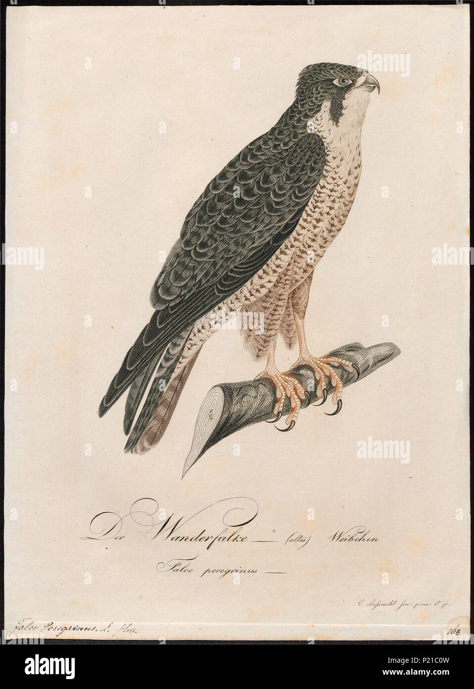 122 FALCO PEREGRINUS - 1800-1812 - Drucken - Iconographia Zoologica - Sondersammlungen Universität Amsterdam - UBA01 IZ 18200134 Stockfoto