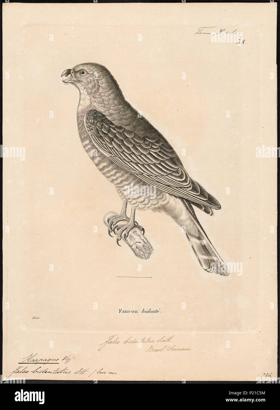 . Harpagus bidentatus. Zwischen 1700 und 1880 145 Harpagus bidentatus - 1700-1880 - Drucken - Iconographia Zoologica - Sondersammlungen Universität Amsterdam - UBA01 IZ 18200268 Stockfoto