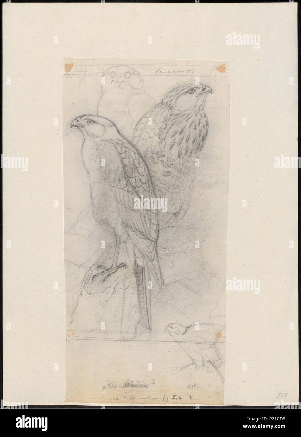 5 Accipiter virgatus - 1833-1850 - Drucken - Iconographia Zoologica - Sondersammlungen Universität Amsterdam - UBA01 IZ 18300115 Stockfoto