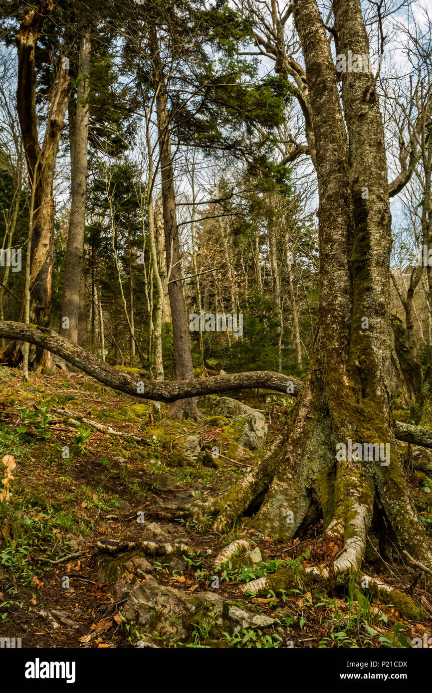 Appalachian Trail führt zu der Fichte und Tanne Wald auf dem Mount Rogers in Virginia. Stockfoto