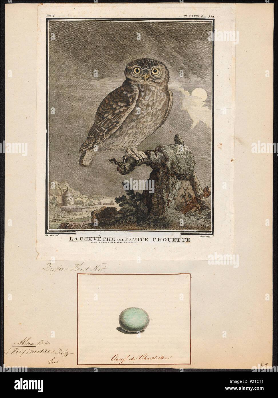 24 Athene noctua - 1700-1880 - Drucken - Iconographia Zoologica - Sondersammlungen Universität Amsterdam - UBA01 IZ 18400033 Stockfoto