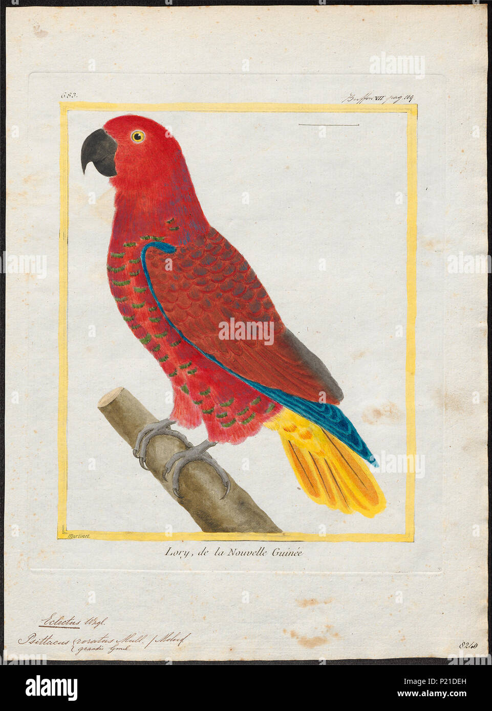 113 Eclectus roratus - 1700-1880 - Drucken - Iconographia Zoologica - Sondersammlungen Universität Amsterdam - UBA01 IZ 18500247 Stockfoto