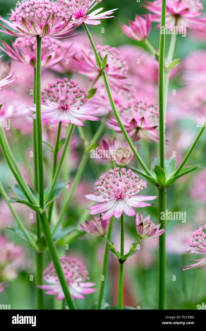 Astrantia Roma Blumen in einen Englischen Garten. Großbritannien Stockfoto