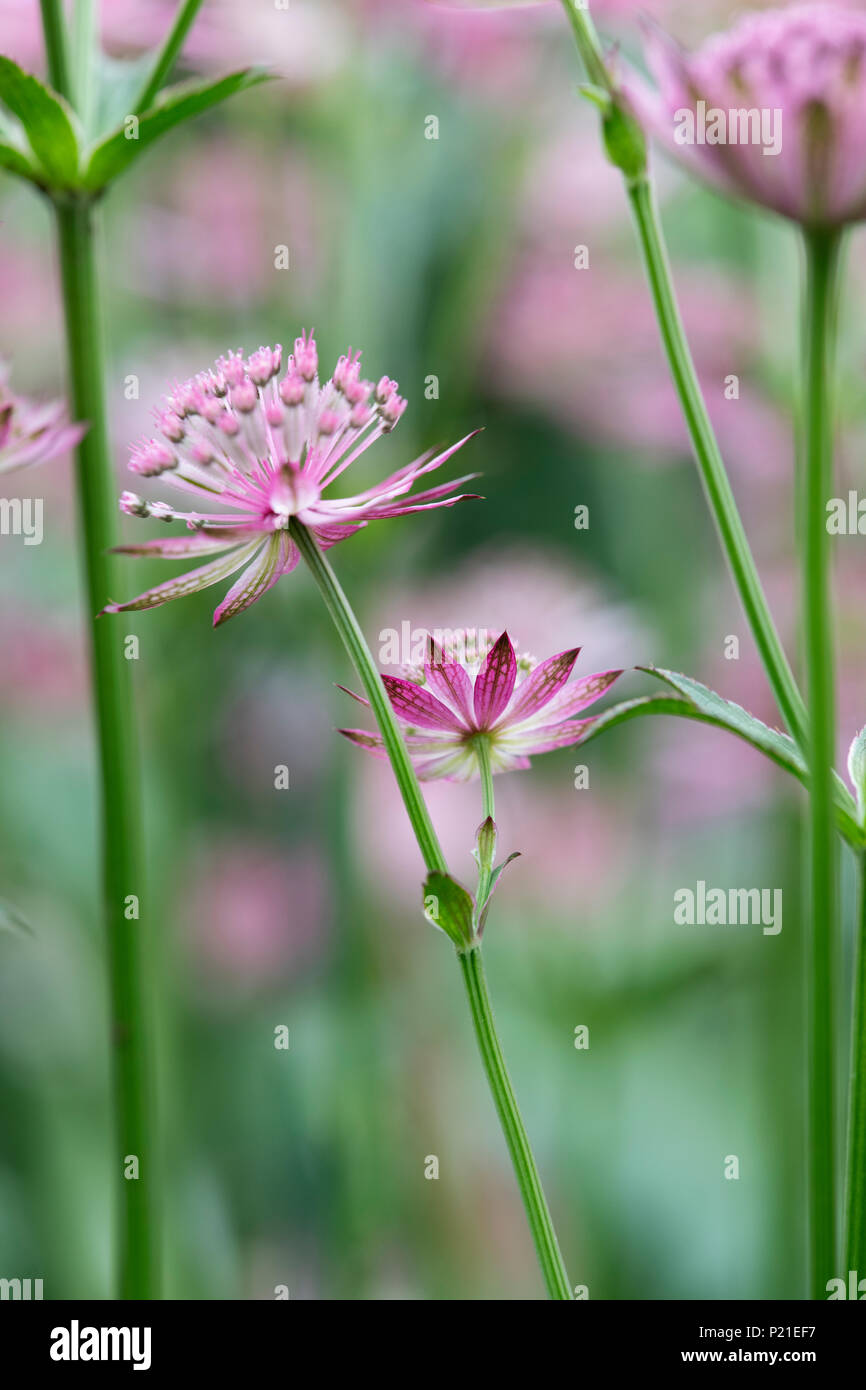 Astrantia Roma Blumen in einen Englischen Garten. Großbritannien Stockfoto