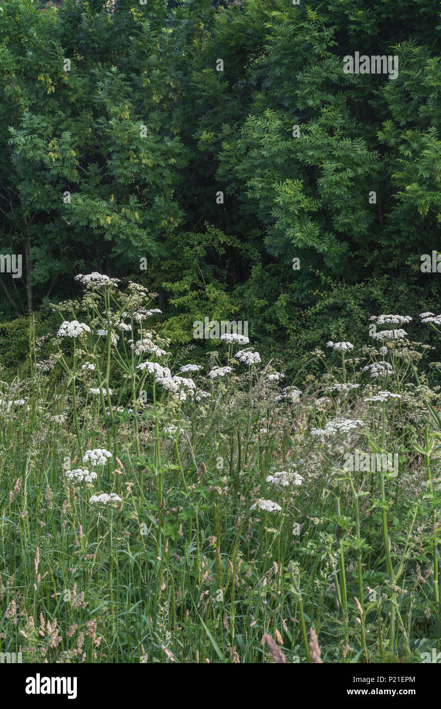 Scharfkraut Cow Parsnip. Masse der Blüte Scharfkraut/Heracleum sphondylium Pflanzen im sommer wiese. Junge Frühling scharfkraut schießt kann mit Vorsicht genossen werden. Stockfoto